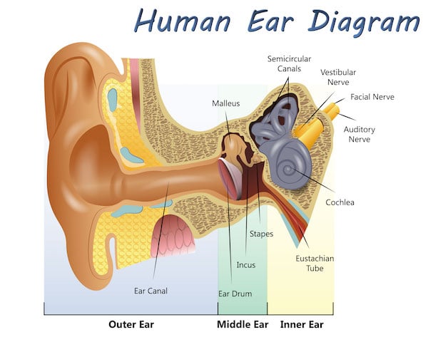 Malleus, incus and stapes make up the ossicles in ear