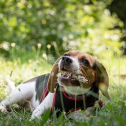 Dog chewing a bone