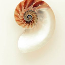 spiral seashell