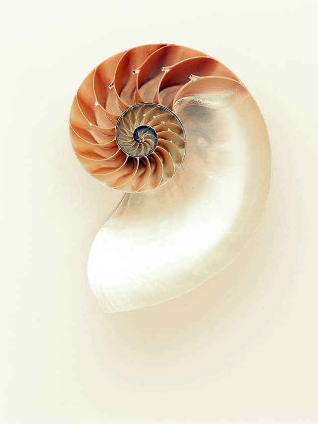 Cochlear Implants spiral seashell