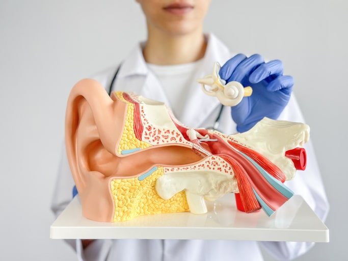 Doctor pointed to an enlarged model of the human ear.